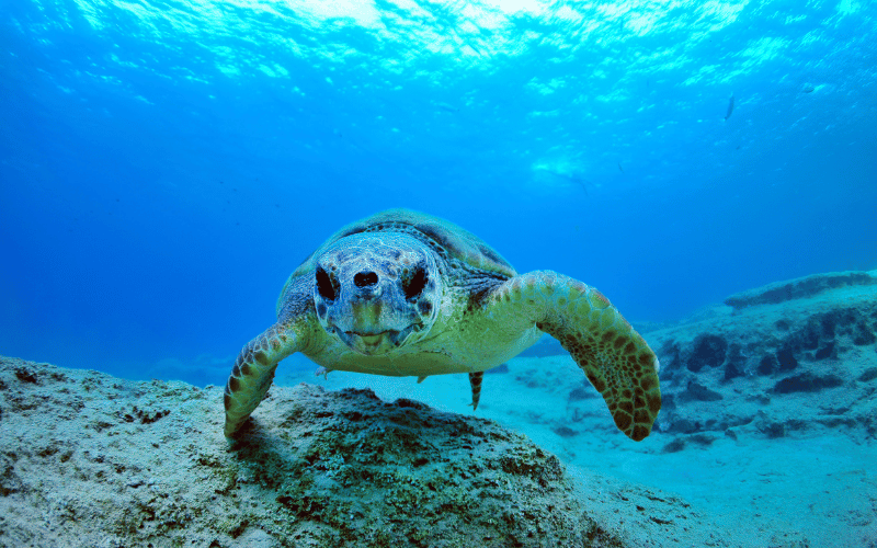 Wann besuchen Caretta Carettas die türkische Küste?