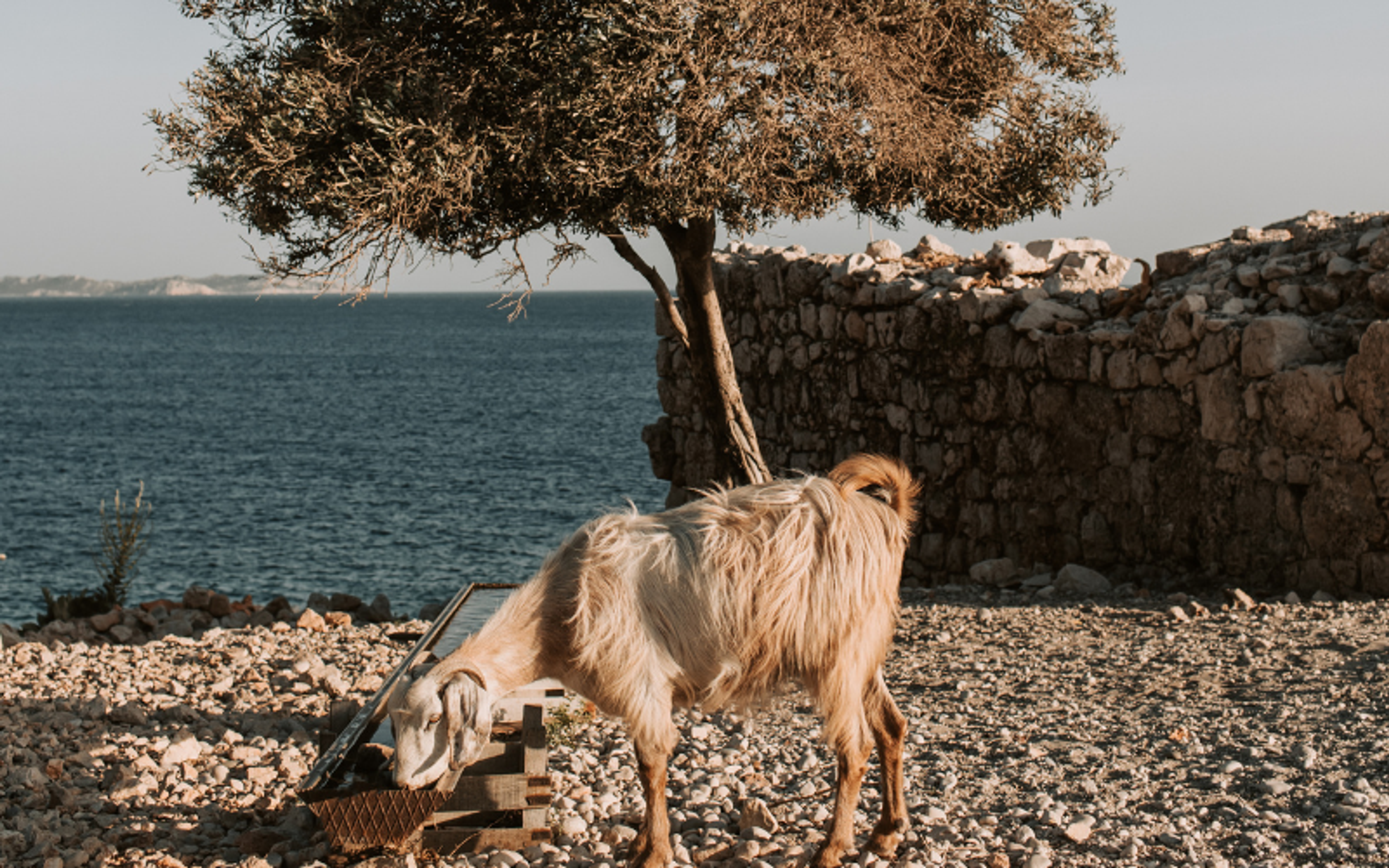Kekova keçi