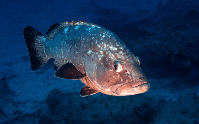 Groupers