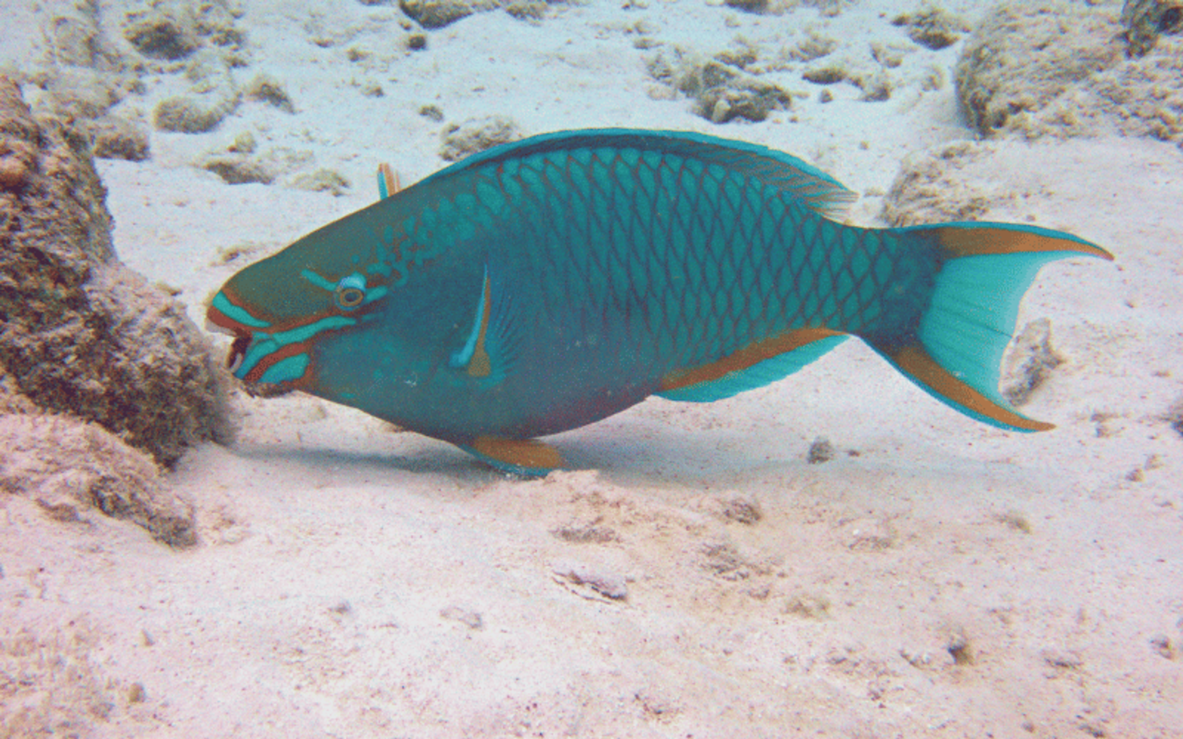 parrotfish (papağan balığı)