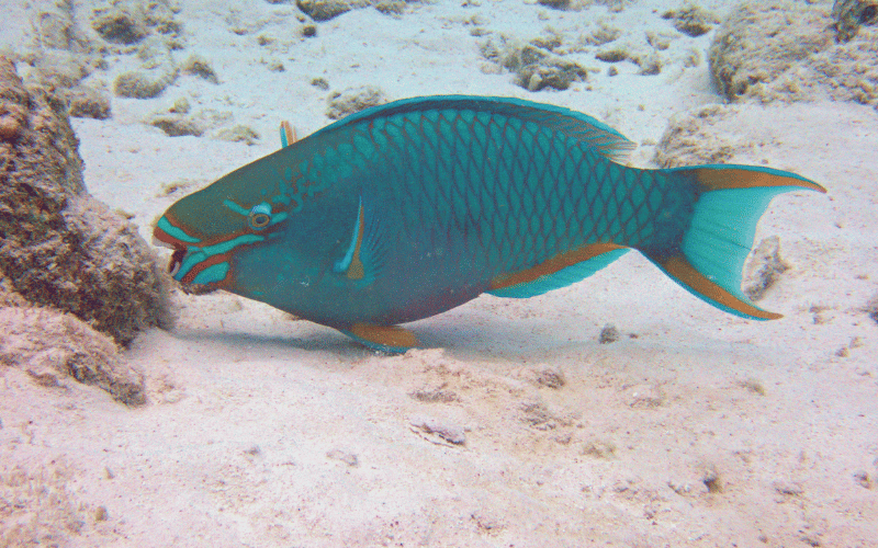 parrotfish (papağan balığı)