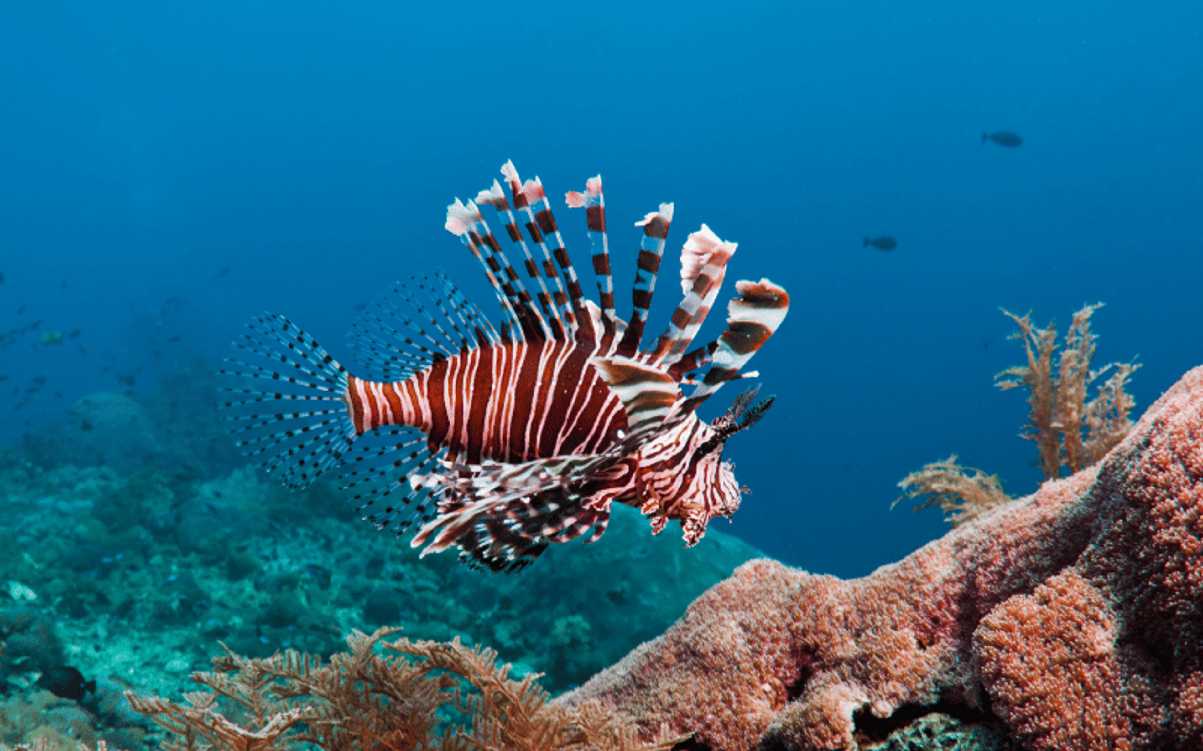 lionfish (aslan balığı)