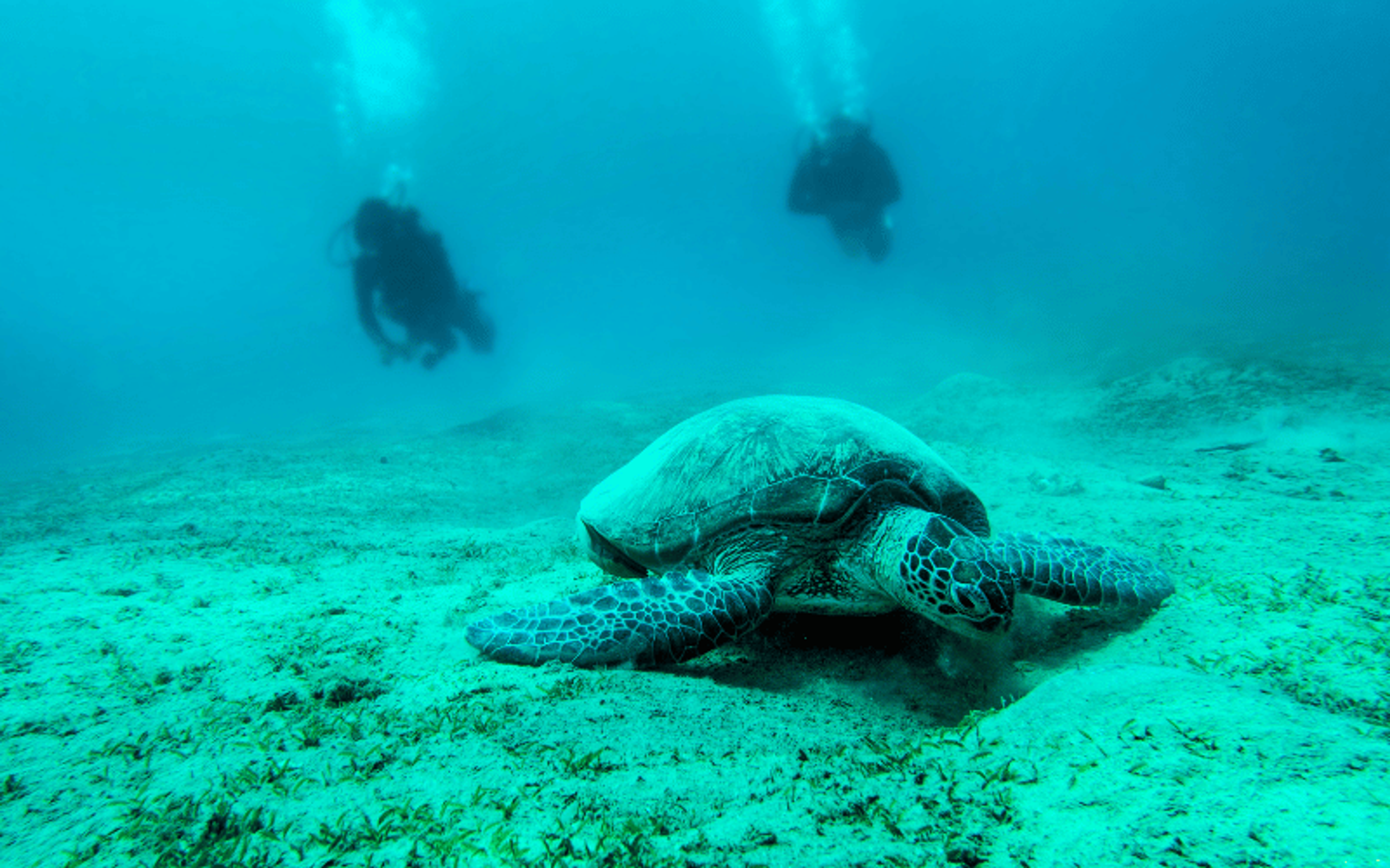 Caretta