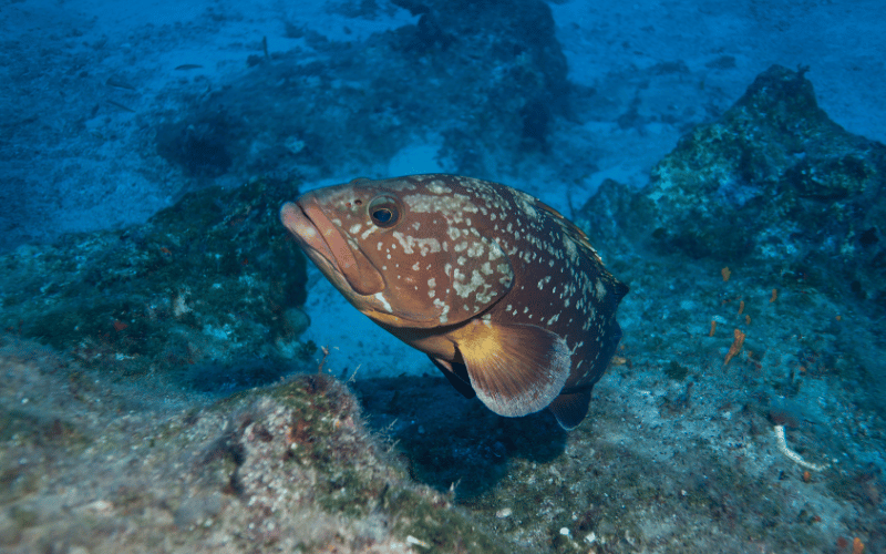 groupers (orfoz and lagos)