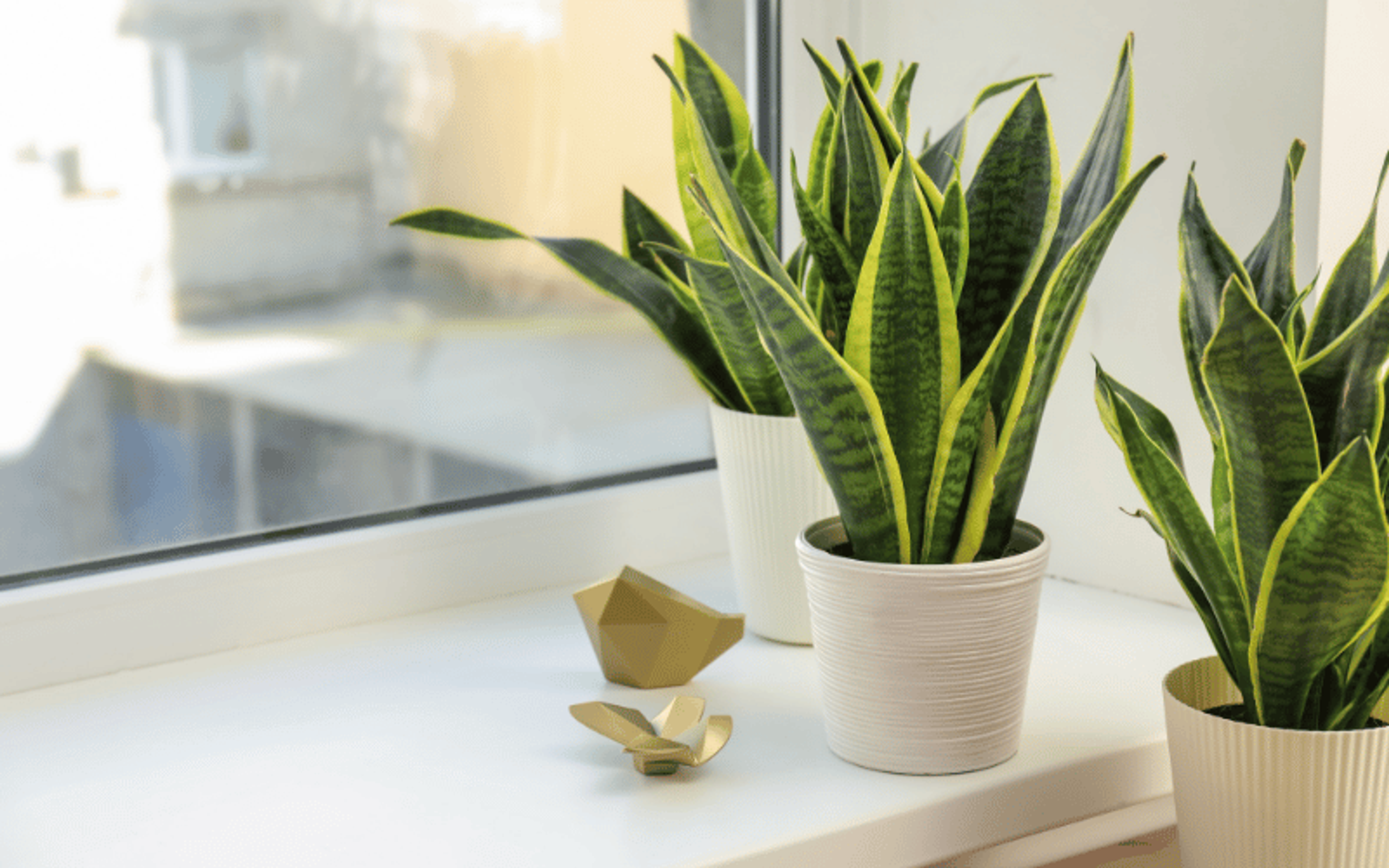 Sansevieria