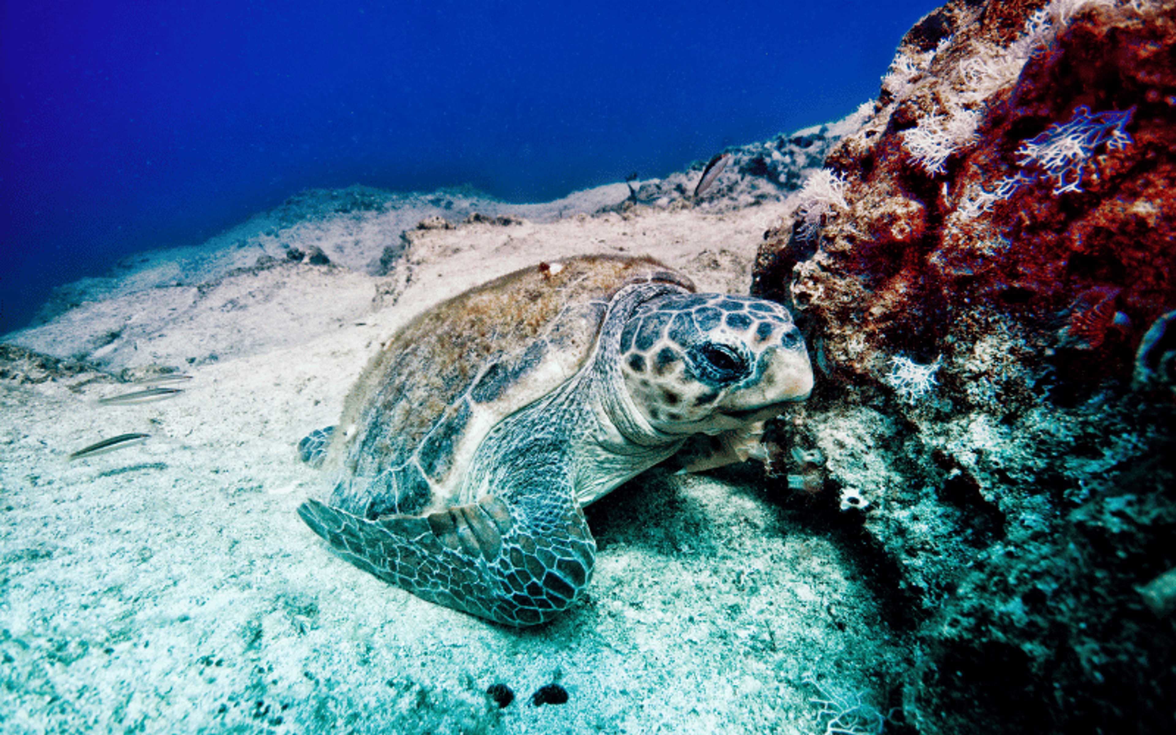 Caretta Caretta