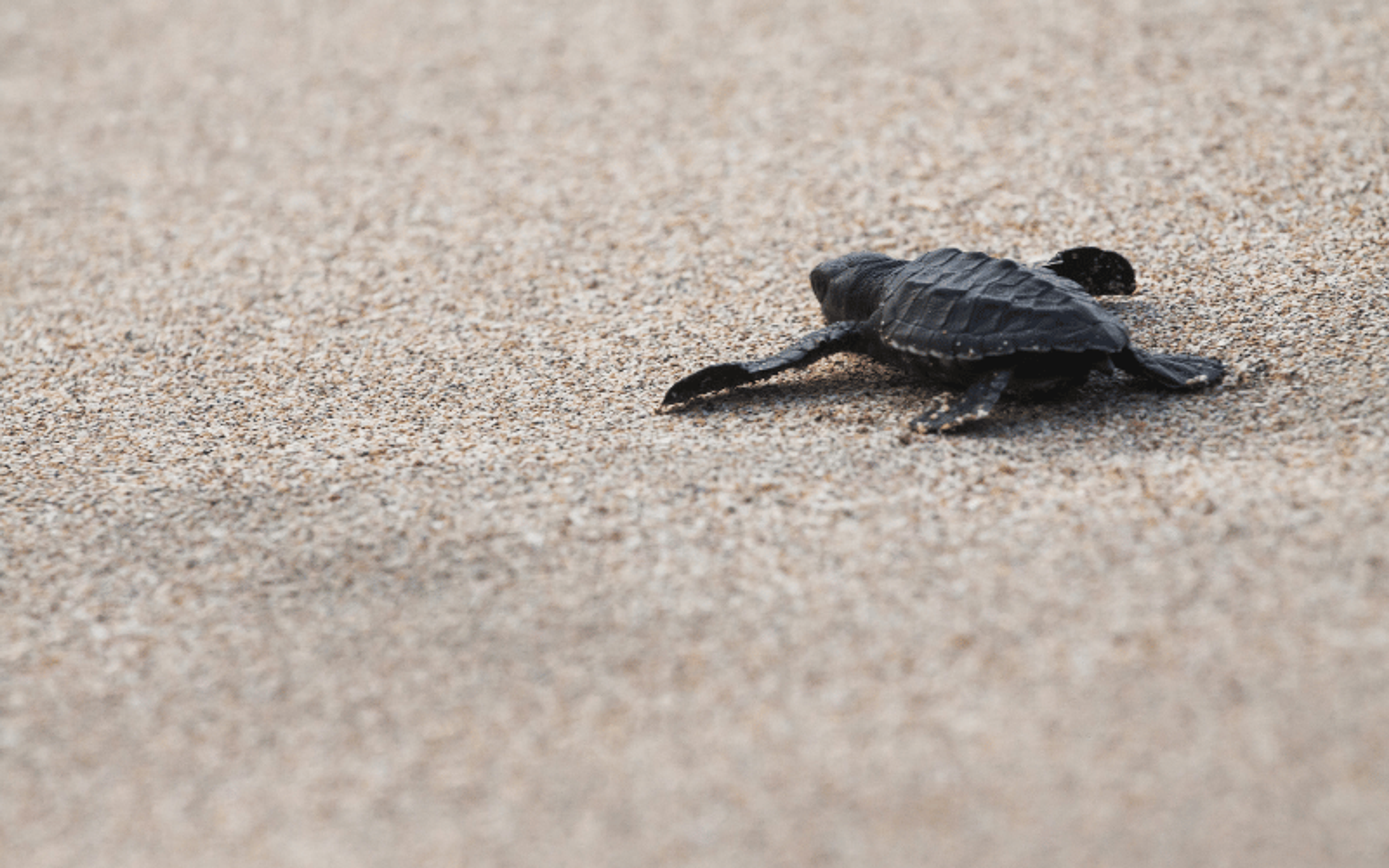 Caretta