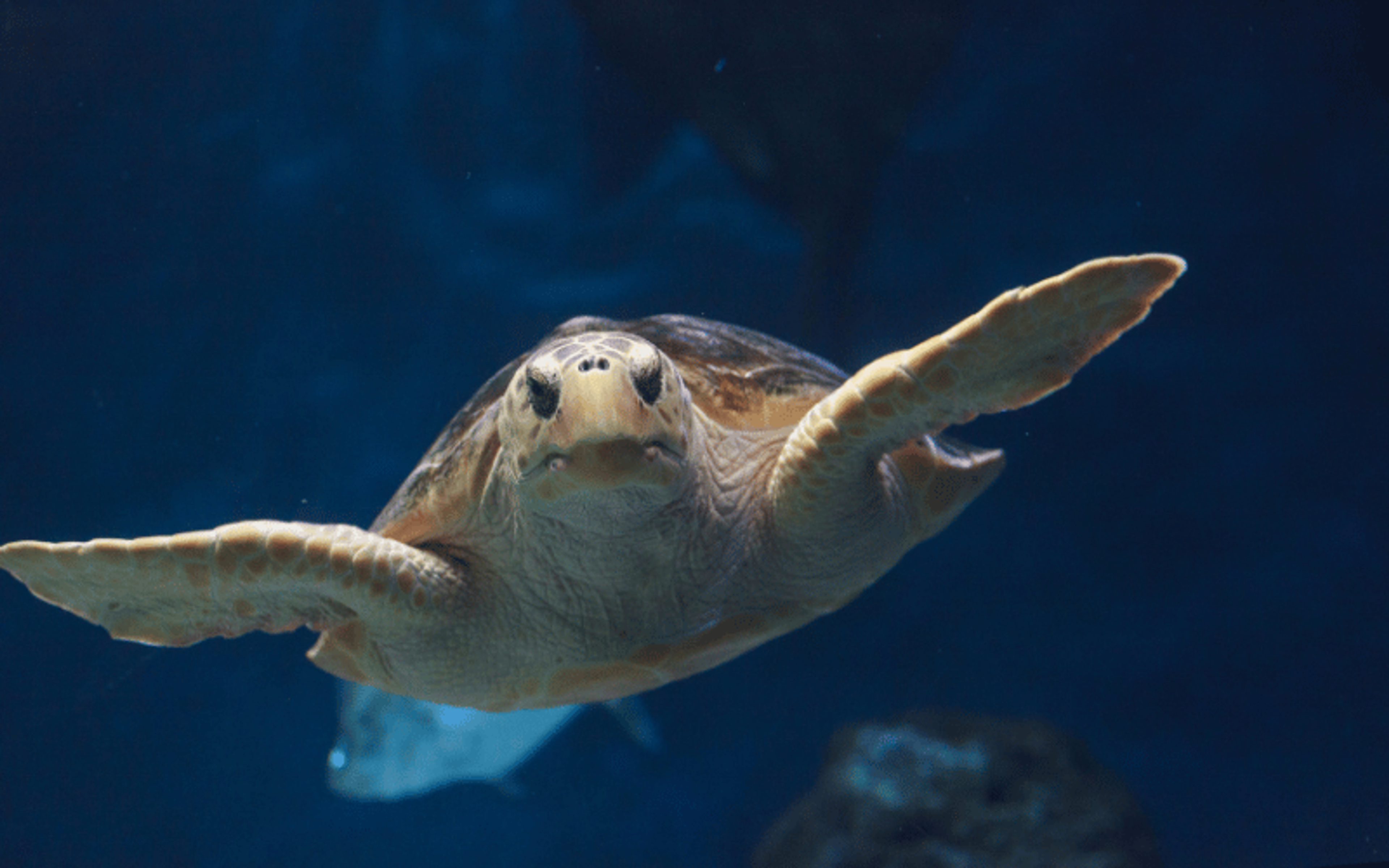 Caretta caretta in the sea