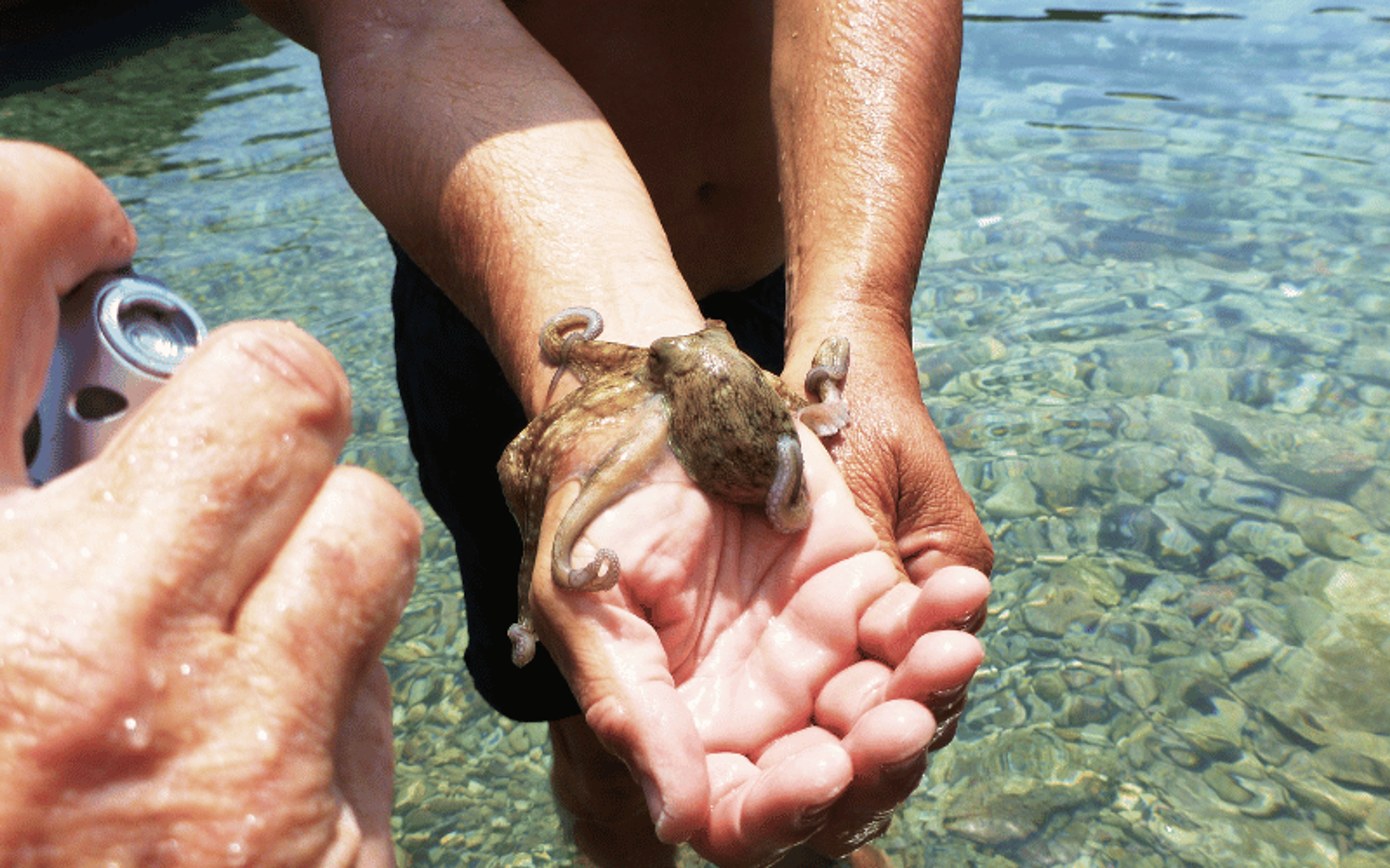 Octopuses
