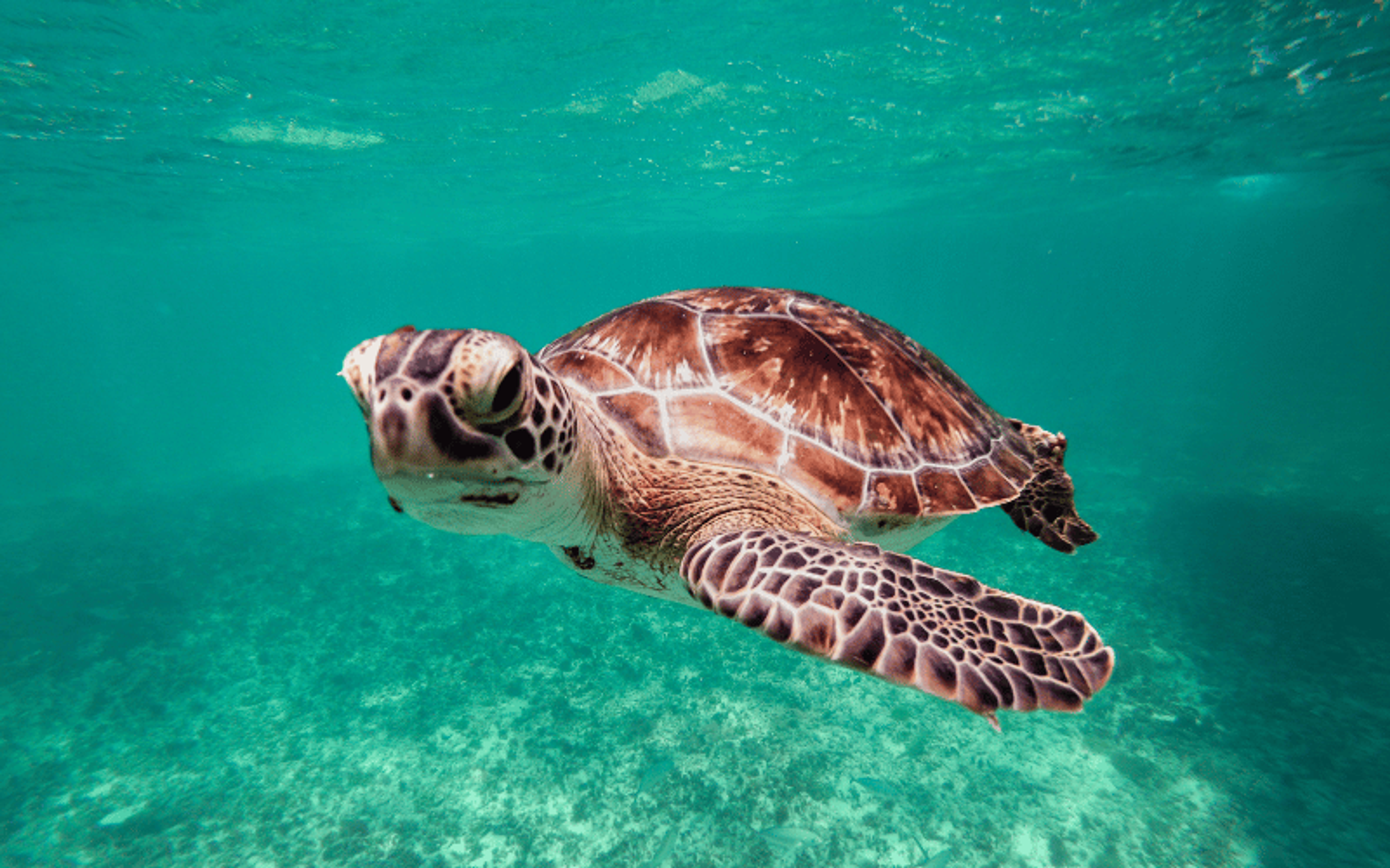 underwater photo