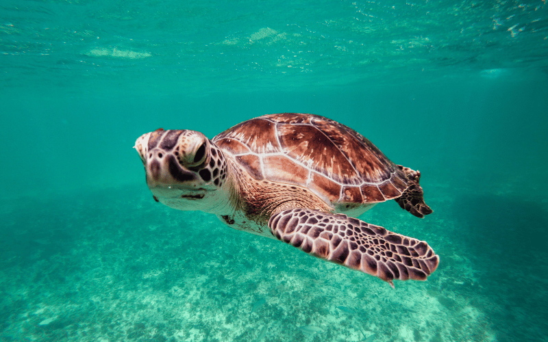 underwater photo