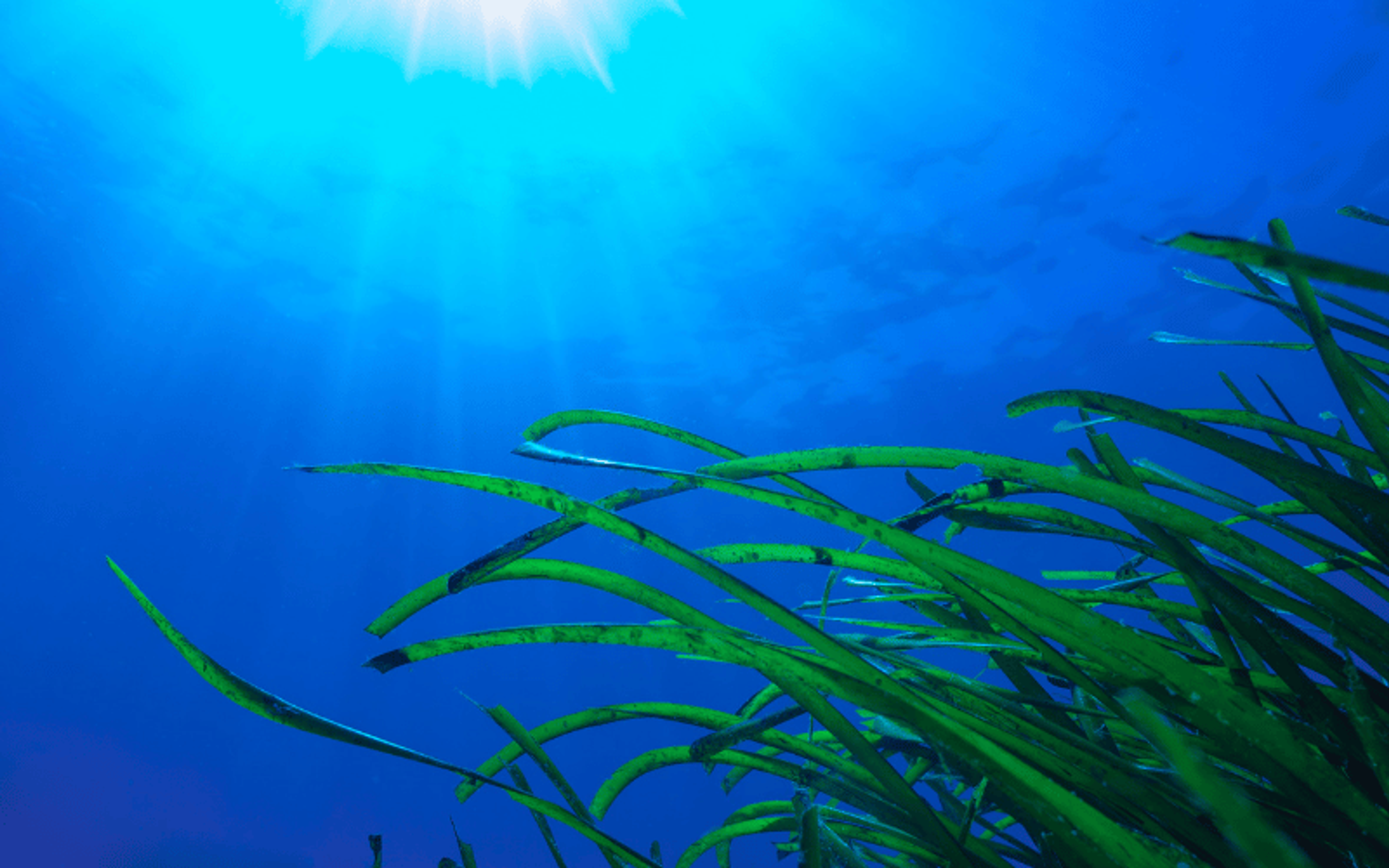 Posidonia Oceanica