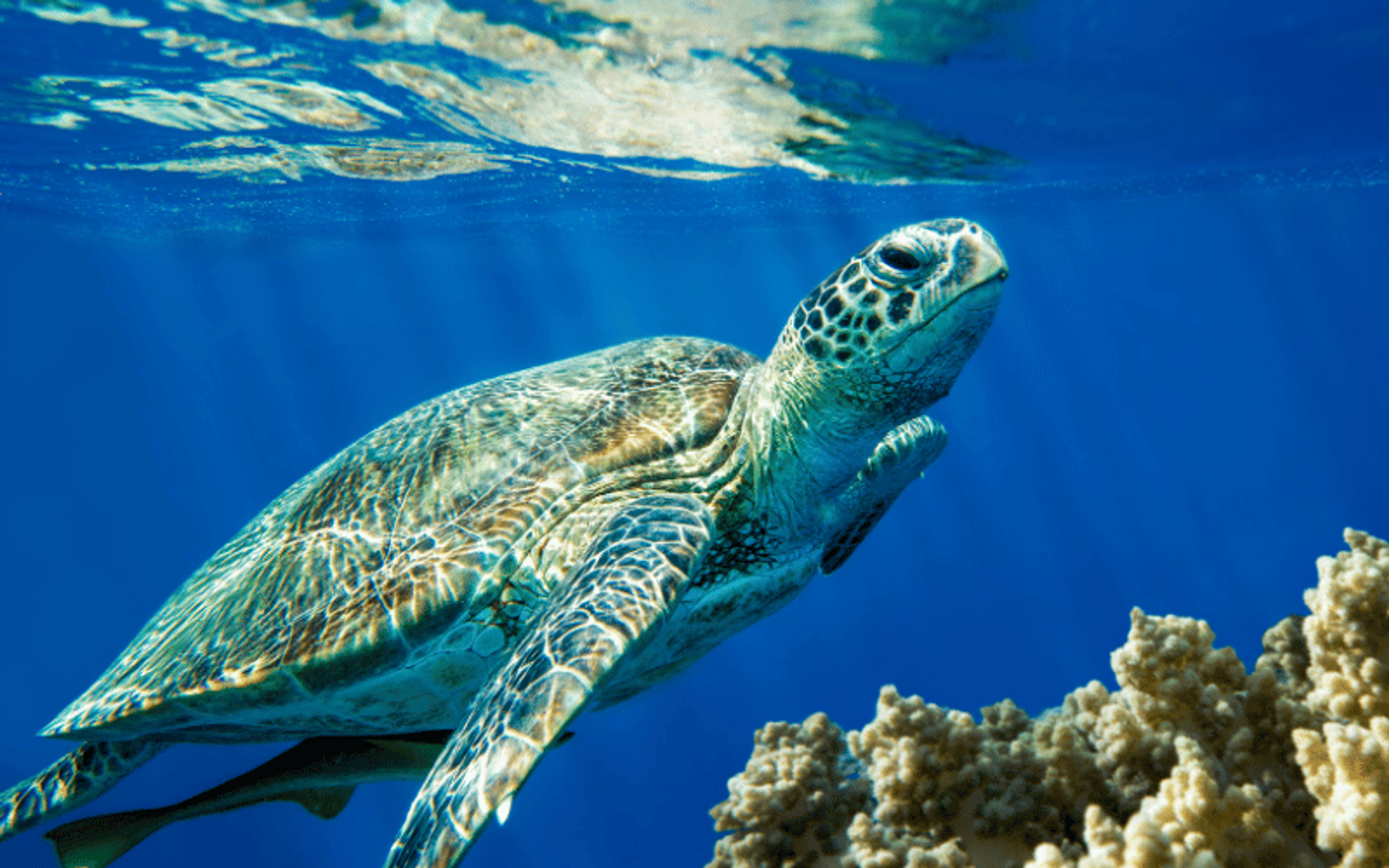 Sea Turtles