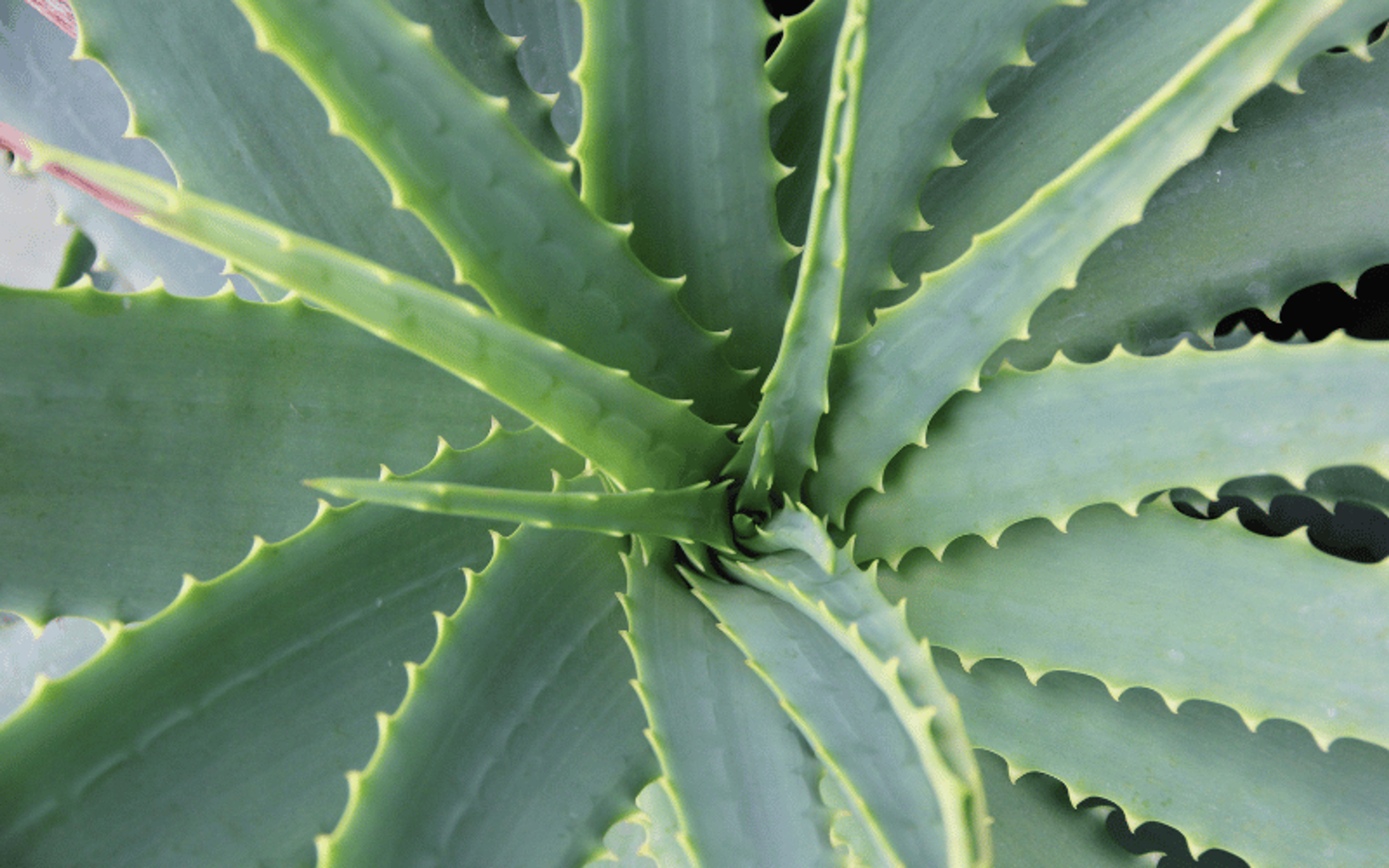 aloe vera