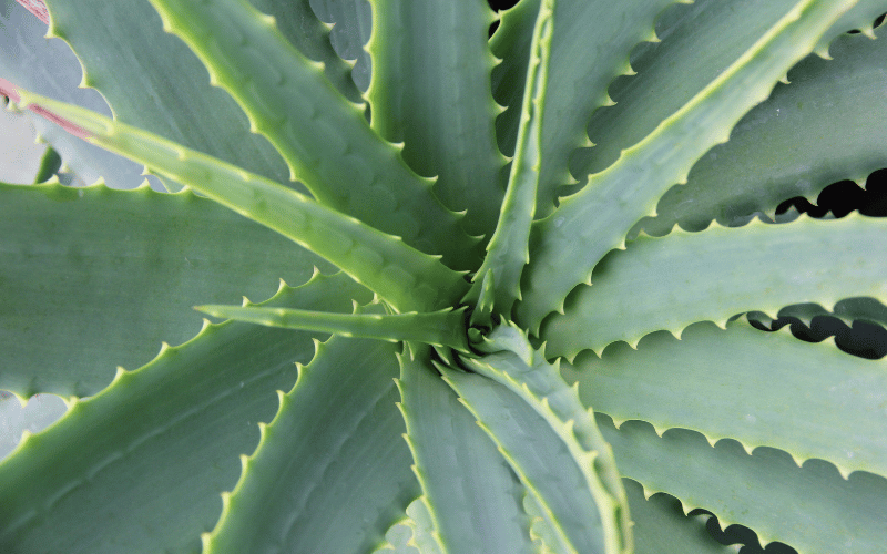 aloe vera
