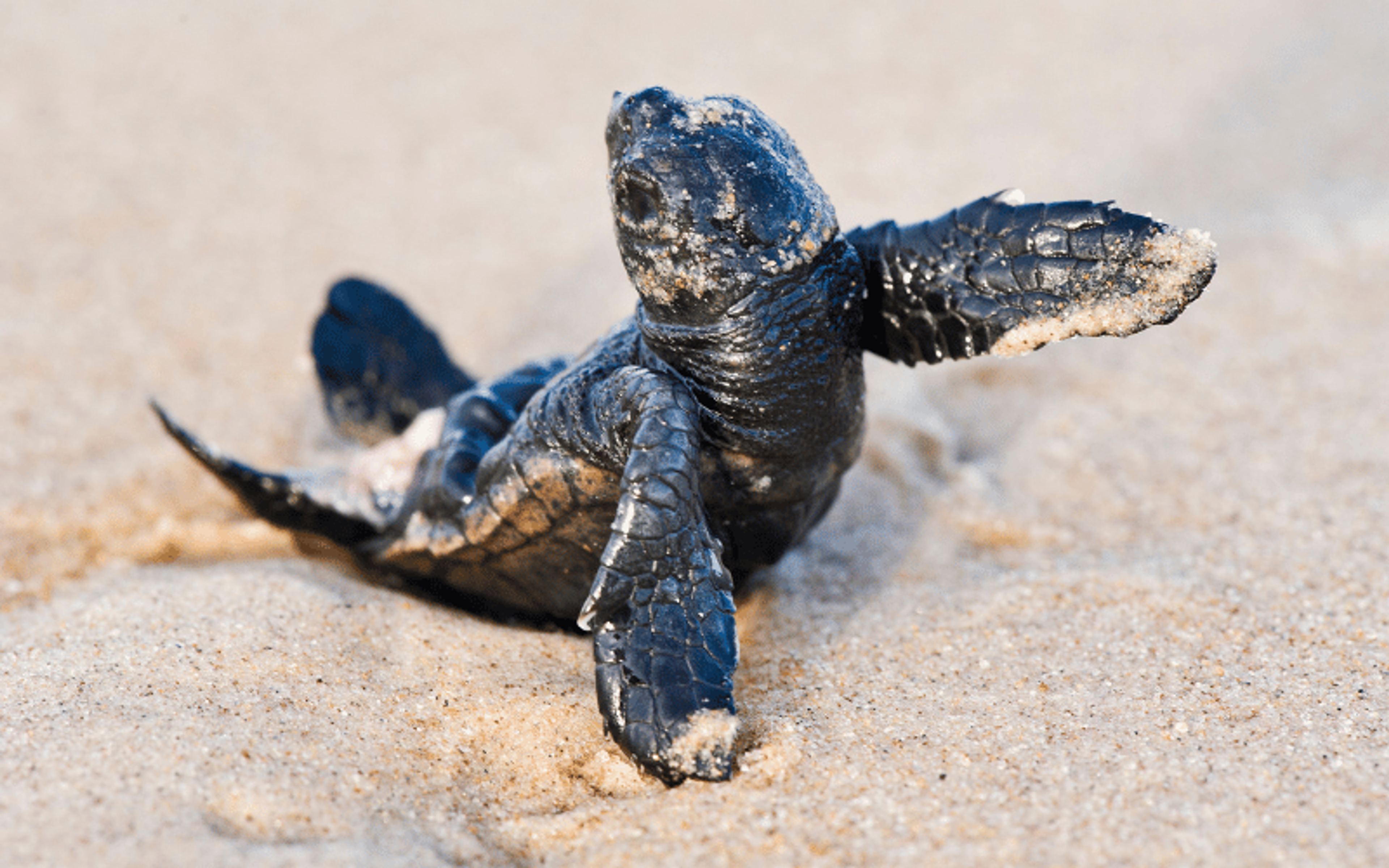 Playful Caretta
