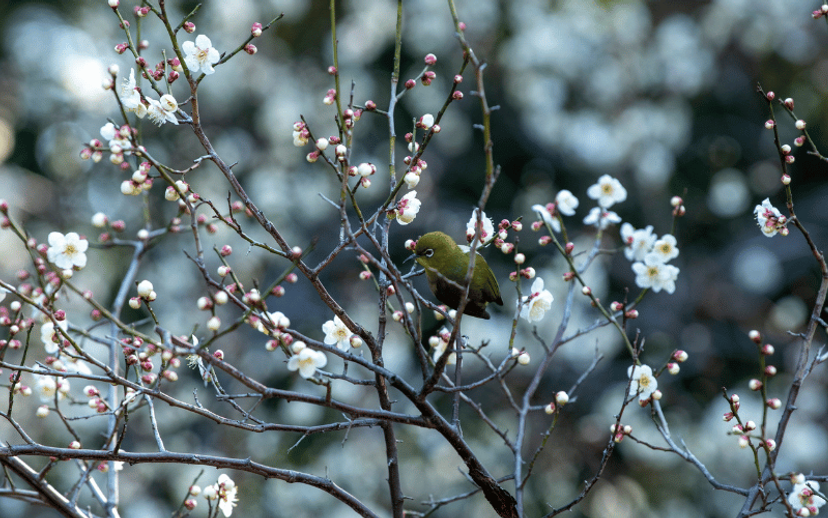 Spring in Kaş: Green, Blue, and Nature (February & March Guide)